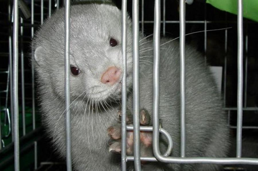 Из-за банкротства звероферма убила 160 000 норок. Они хотели есть