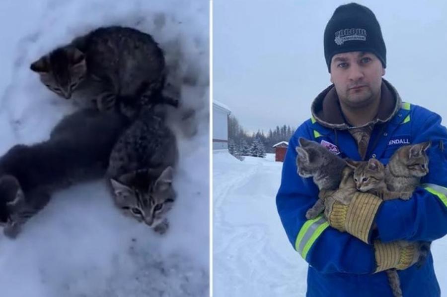 Канадец спас котят с помощью кофе