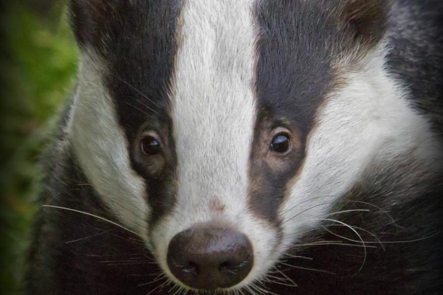 Жители в восторге: в рижском микрорайоне замечен необычный гость из леса (ВИДЕО)