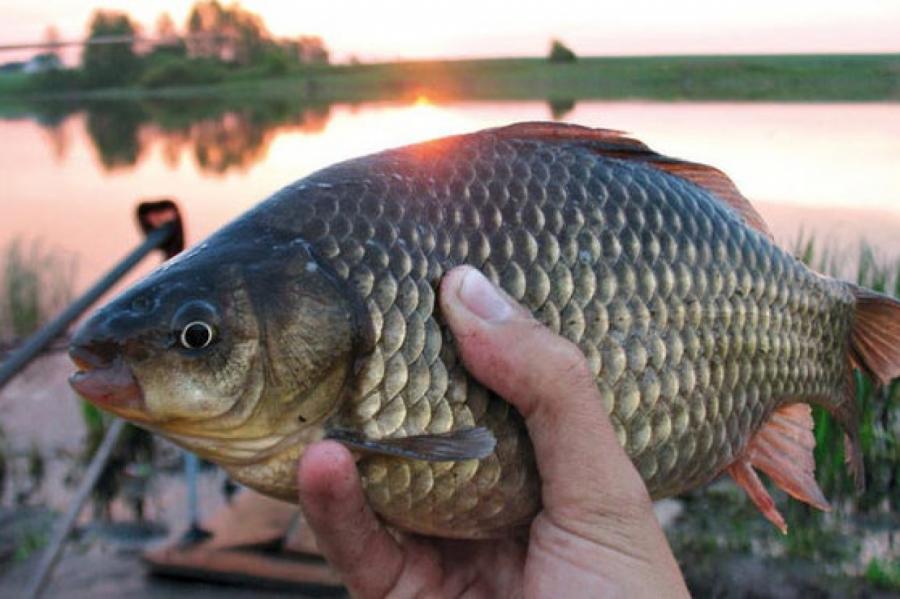 Здесь рыба есть: самоизолироваться приятнее на рыбалке