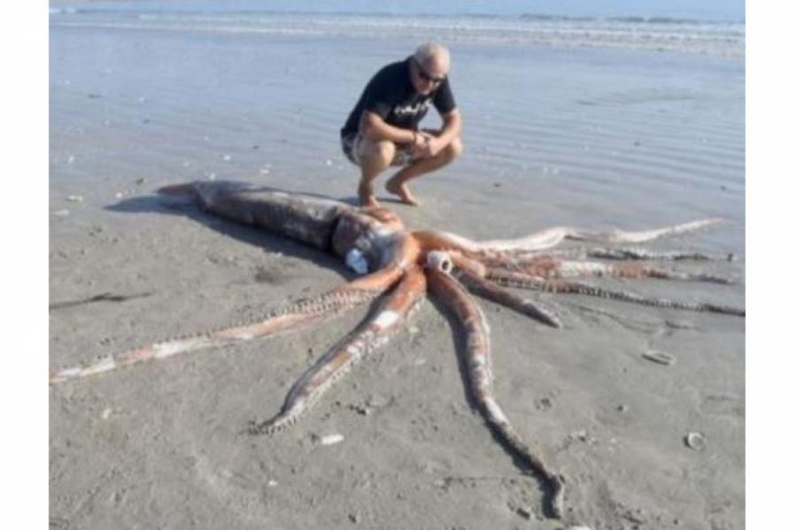 На пляж в ЮАР выбросило гигантского кальмара