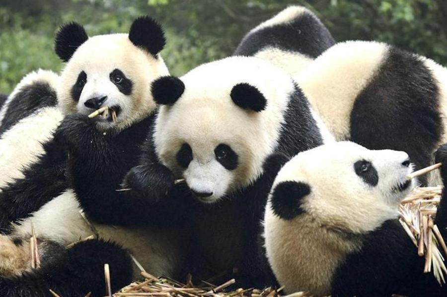 Почему панды круче людей