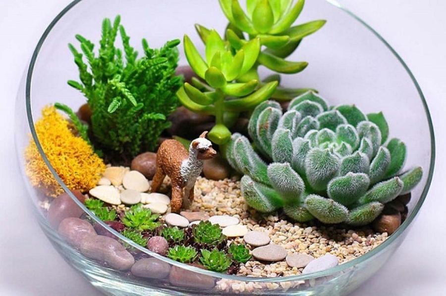 Что такое флорариум и как сделать его самостоятельно