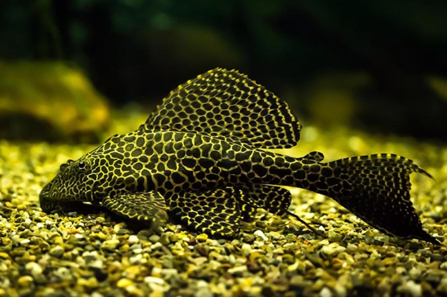 Самые большие аквариумные рыбки