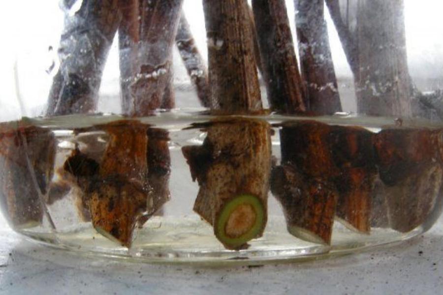 Черенки для весенней прививки – правильная заготовка и хранение