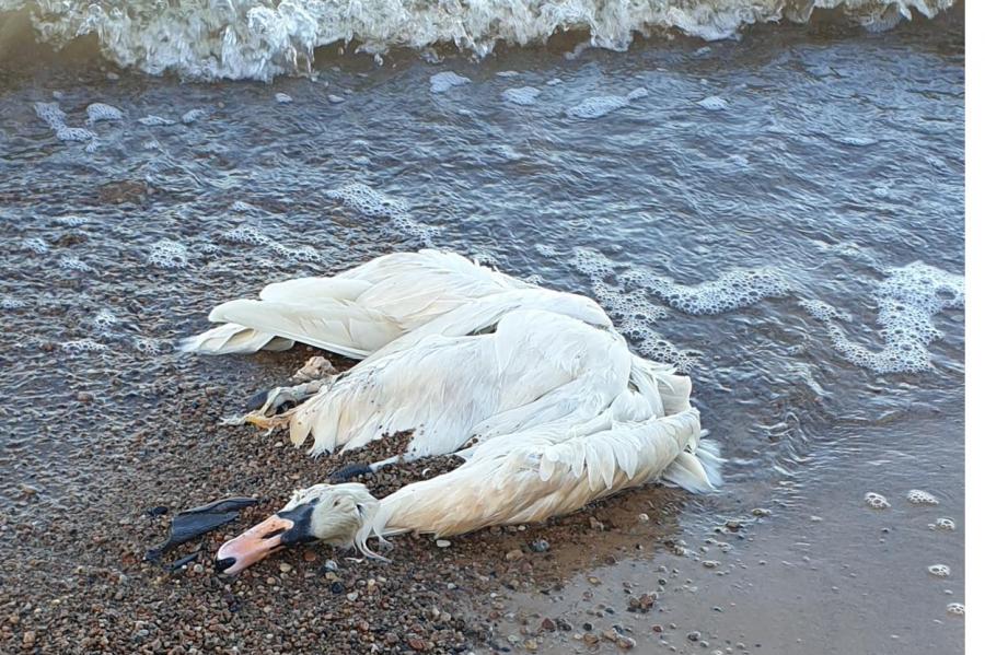 Читатель бьет тревогу: пляж в Саулкрасты заполонили мертвые лебеди!