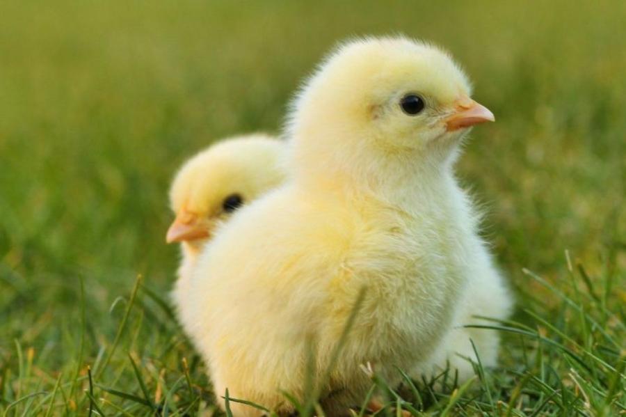 Петух, стань курицей!