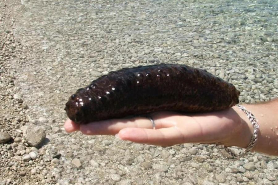 Морской огурец восстановит коралловые рифы