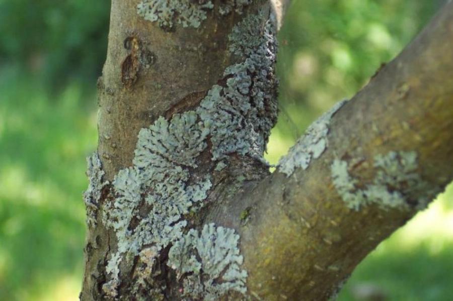 Избавляемся от мха и лишайников на плодовых деревьях