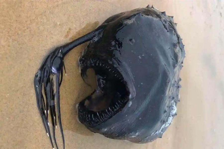 Огромную рыбу с щупальцами у рта нашли в Калифорнии