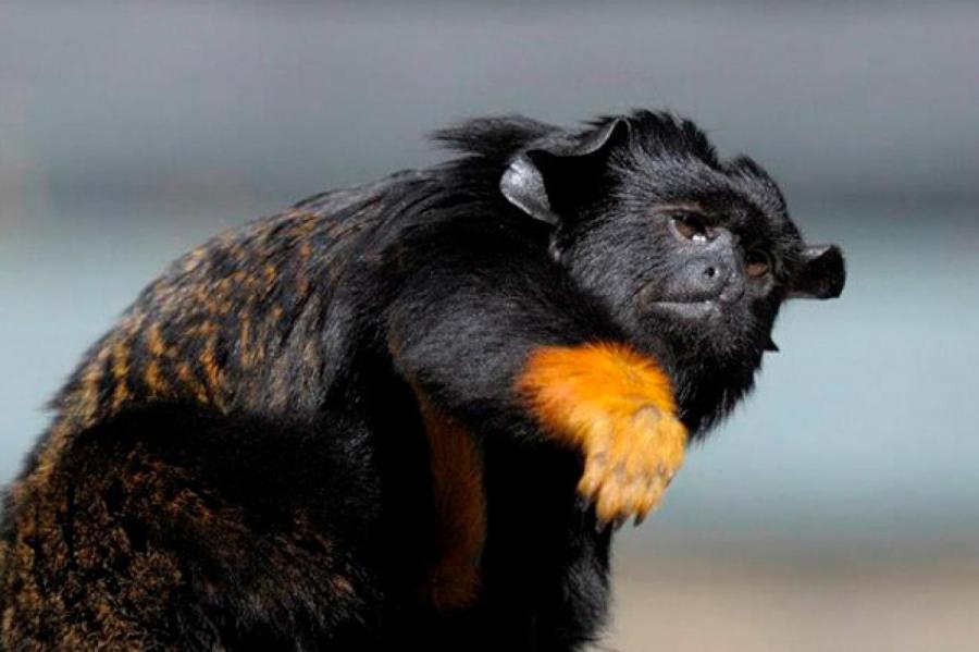 Тамарины осваивают язык родственников