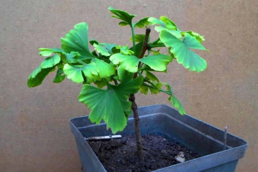 Выращиваем чудесное гинкго билоба дома