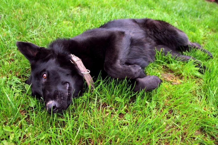 Как отпугнуть собак от дачного участка