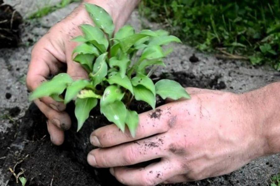 Осеннее деление хост – как размножить декоративное растение самому