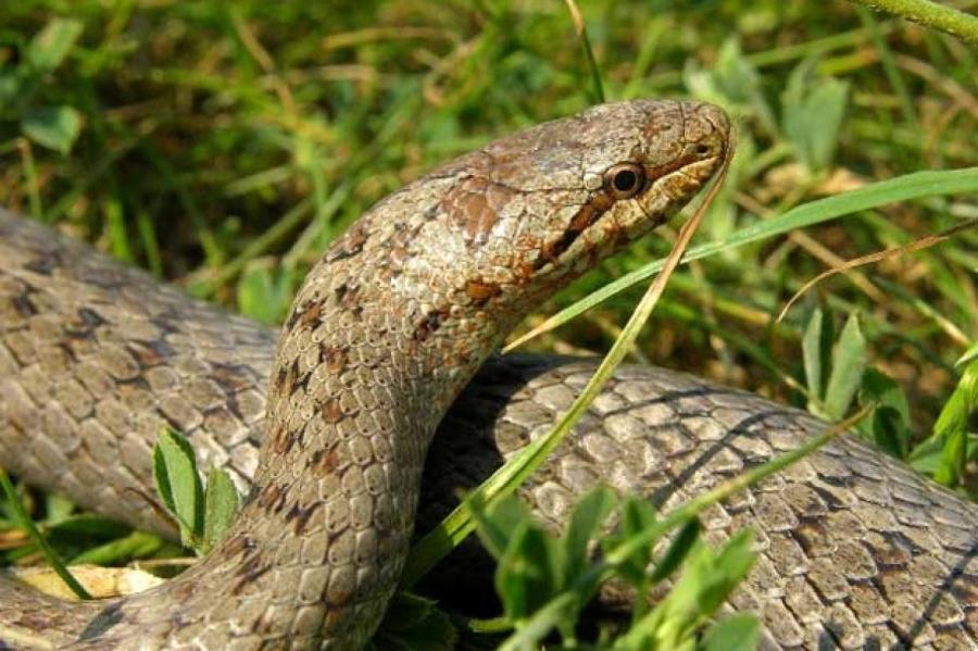 Как прогнать змей с дачного участка