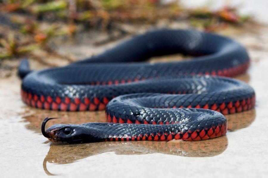 Шаусмас: на Австралию напали жирные ядовитые змеи!