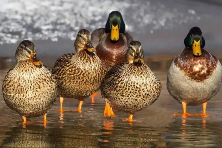 К чему снятся утки?