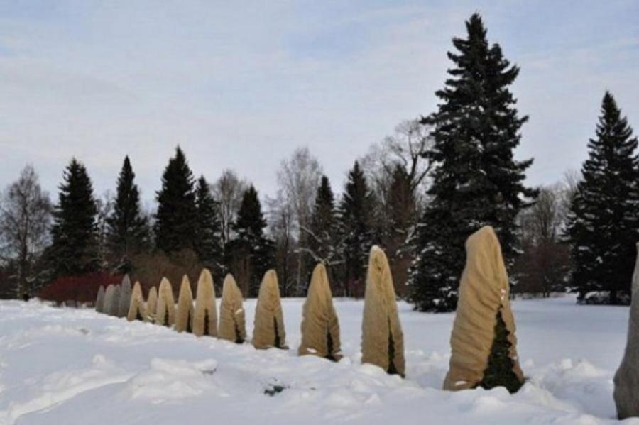 Важные дела в саду, огороде и цветнике в декабре