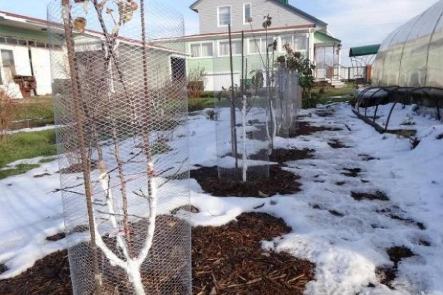 Как защитить яблони от мышей и зайцев зимой