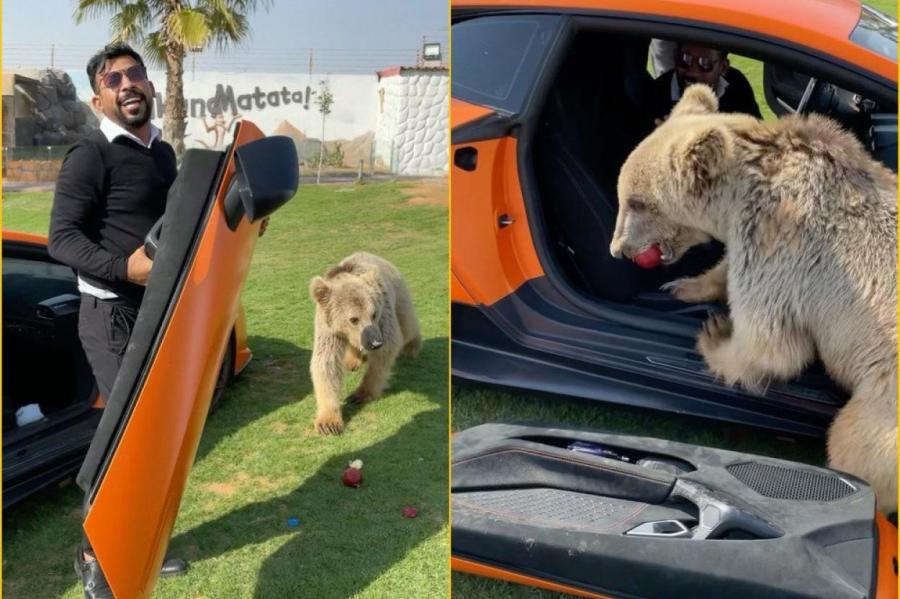 Медведю Lamborghini не нужен!