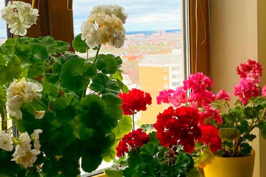 Домашние растения, вызвающие аллергию