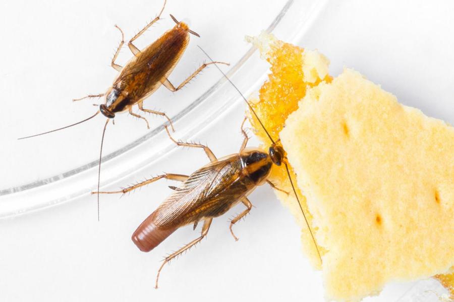 Как избавиться от тараканов?