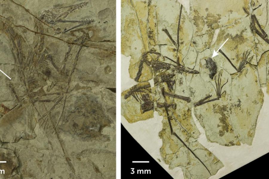 Чем учёных заинтересовала отрыжка птерозавров