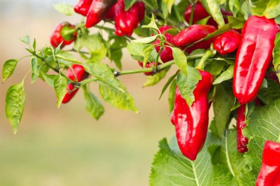 Что можно сажать рядом с перцем