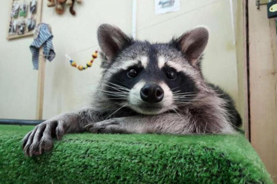 Купи себе енота (и одновременно проблему)!