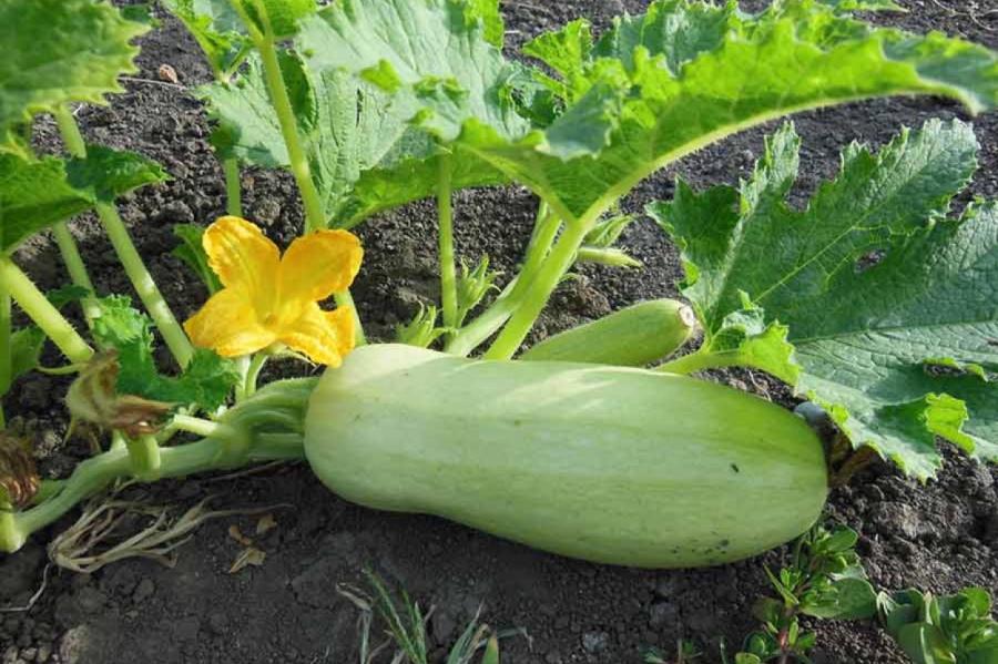 Ненадежное соседство: можно ли сажать тыквы рядом с кабачками