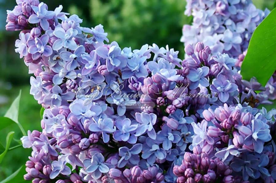 Пять причин, почему не цветет сирень и как заставить ее пышно цвести