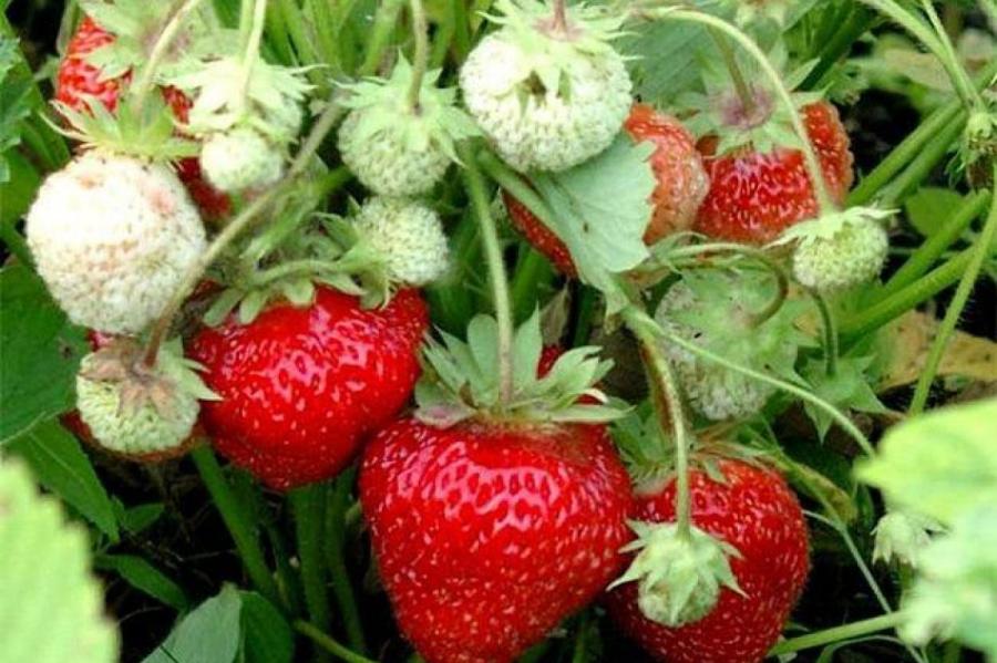 Мужские и женские кусты клубники: как отличить и почему это важно