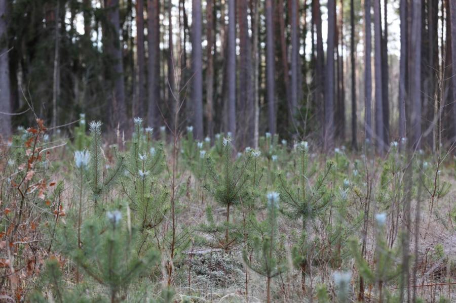 Власти Латвии резко снизили возраст деревьев, приговоренных к смерти