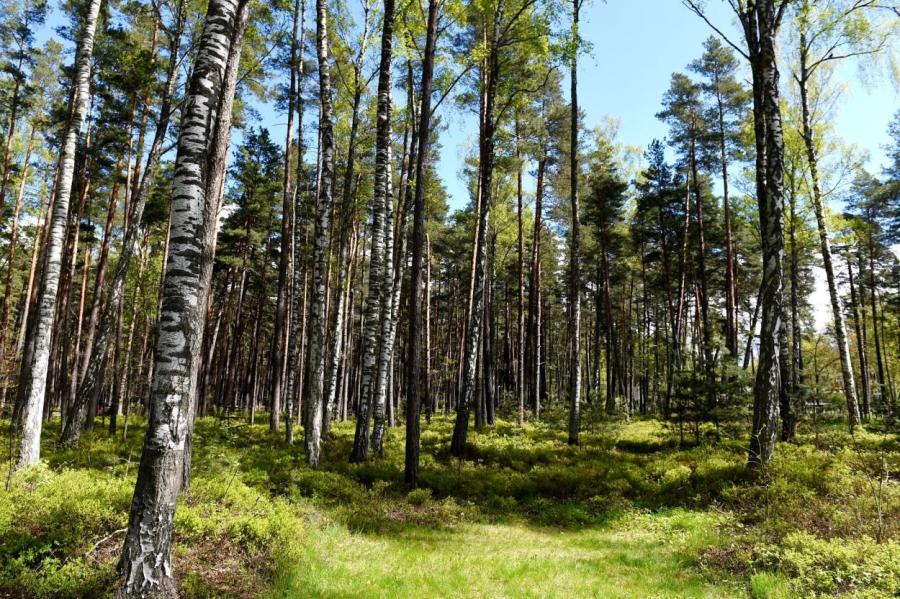 Неожиданно: вырубка молодняка - шаг к более умному управлению ресурсами