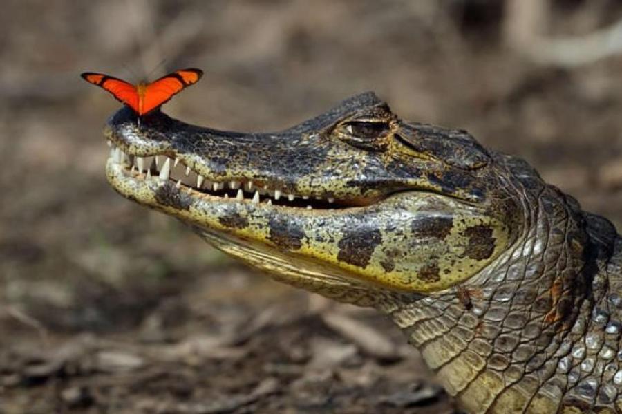 Крокодиловы слезы или, о чем плачет крокодил?