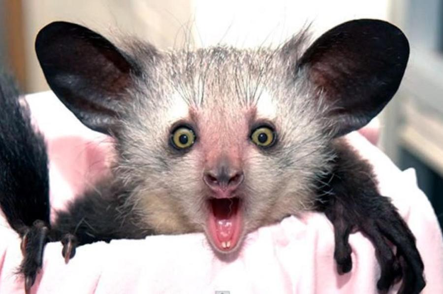 Кто такая руконожка и опасна ли она