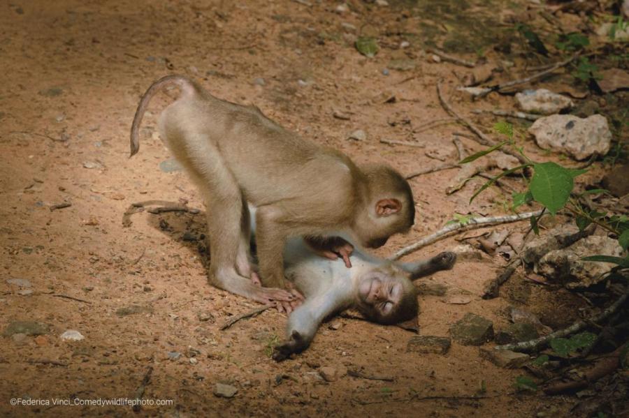 Голосуй и улыбайся: идет финал конкурса Comedy Wildlife Photo Award 2022