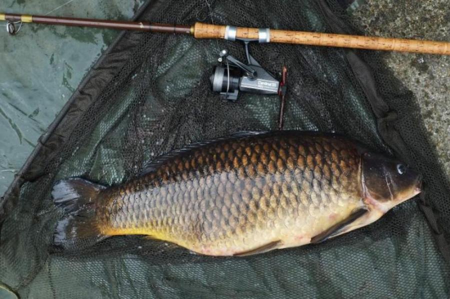 Кому нужно есть карпа: как его выбрать и приготовить с пользой