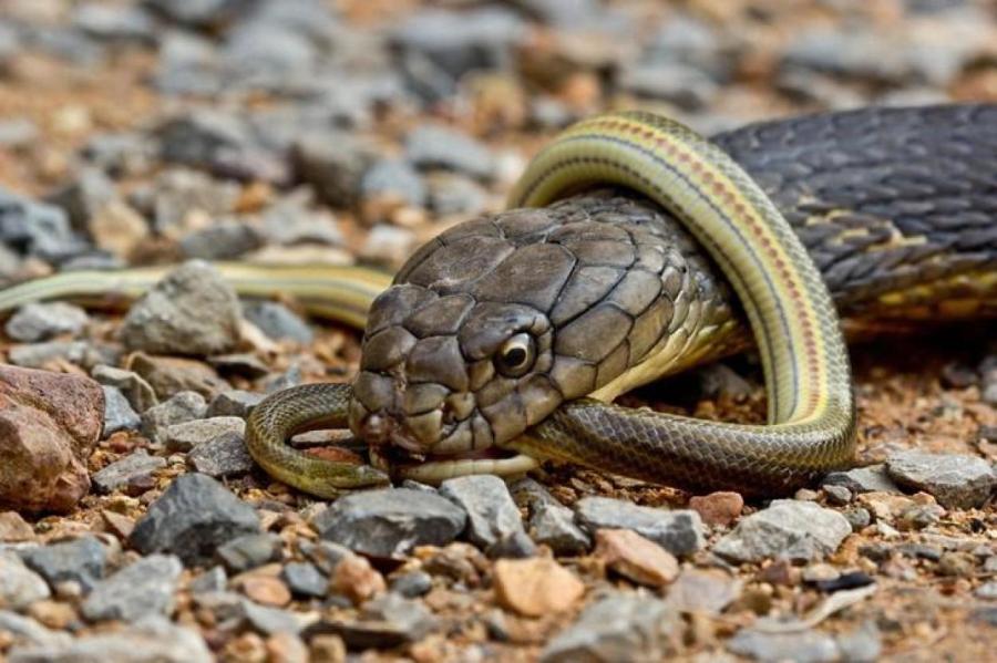 Пять самых удивительных змей в мире