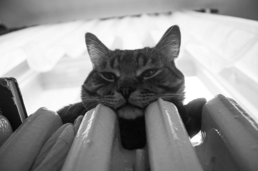 Кошка не любит, когда на нее дуют. А вот интересно почему