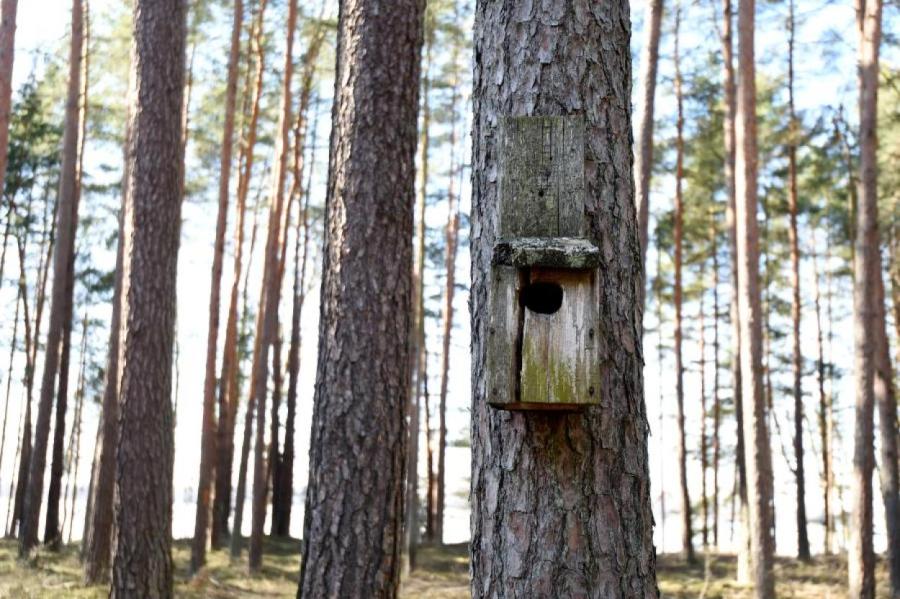 Что можно насыпать в кормушки для птиц: только не хлеб