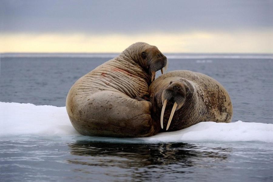 Ученые просят помочь подсчитать моржей на космических снимках