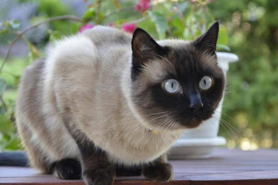 Что чувствуют кошки, когда человек плачет