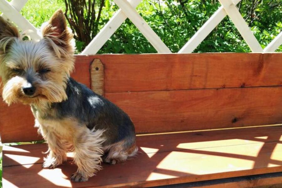 Почему щенку нужно играть с другими собаками и можно ли без этого обойтись