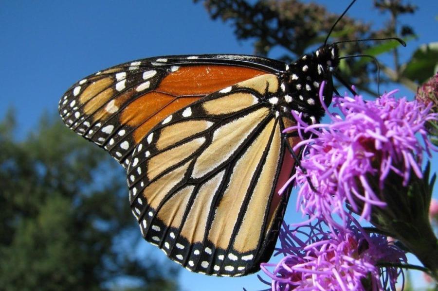 У кого нос лучше? Состязание нюхачей в мире природы