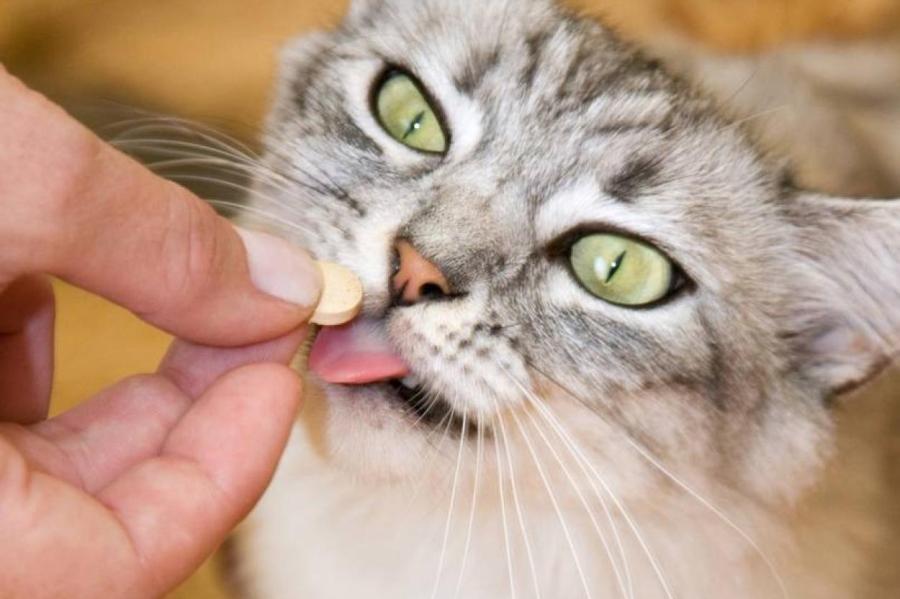Что означает горячий нос у кота