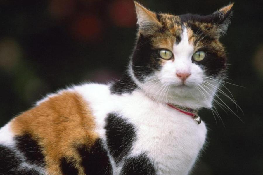 Сколько кошка может прожить без хозяев