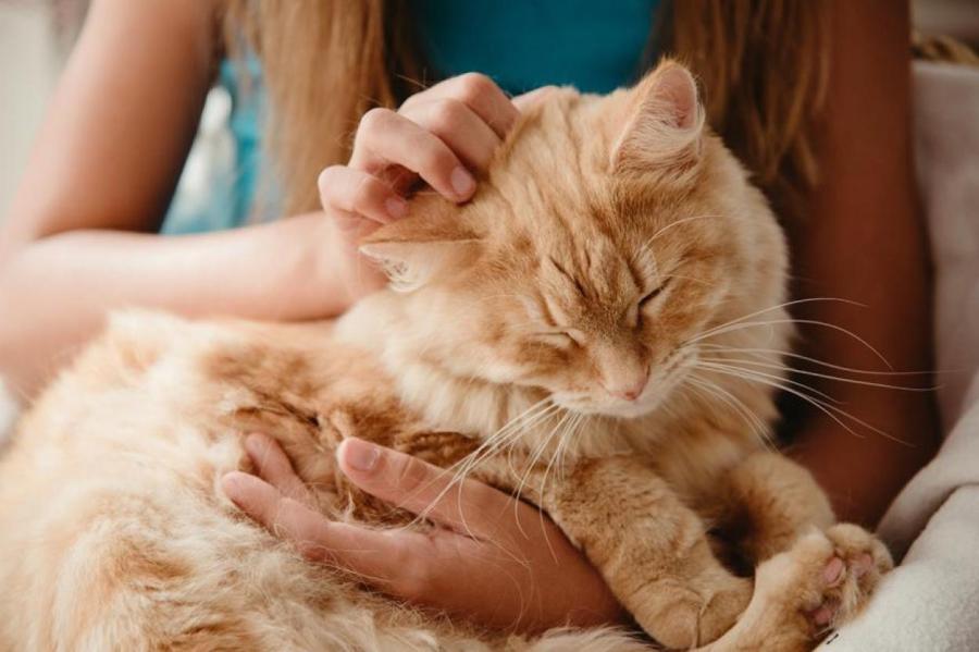Что значит, когда кот лижет руки