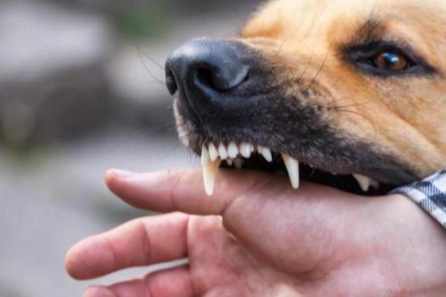 Почему собака рычит: дело не всегда в агрессии