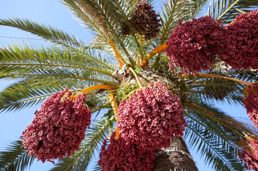 Чем полезны финики и кому противопоказаны